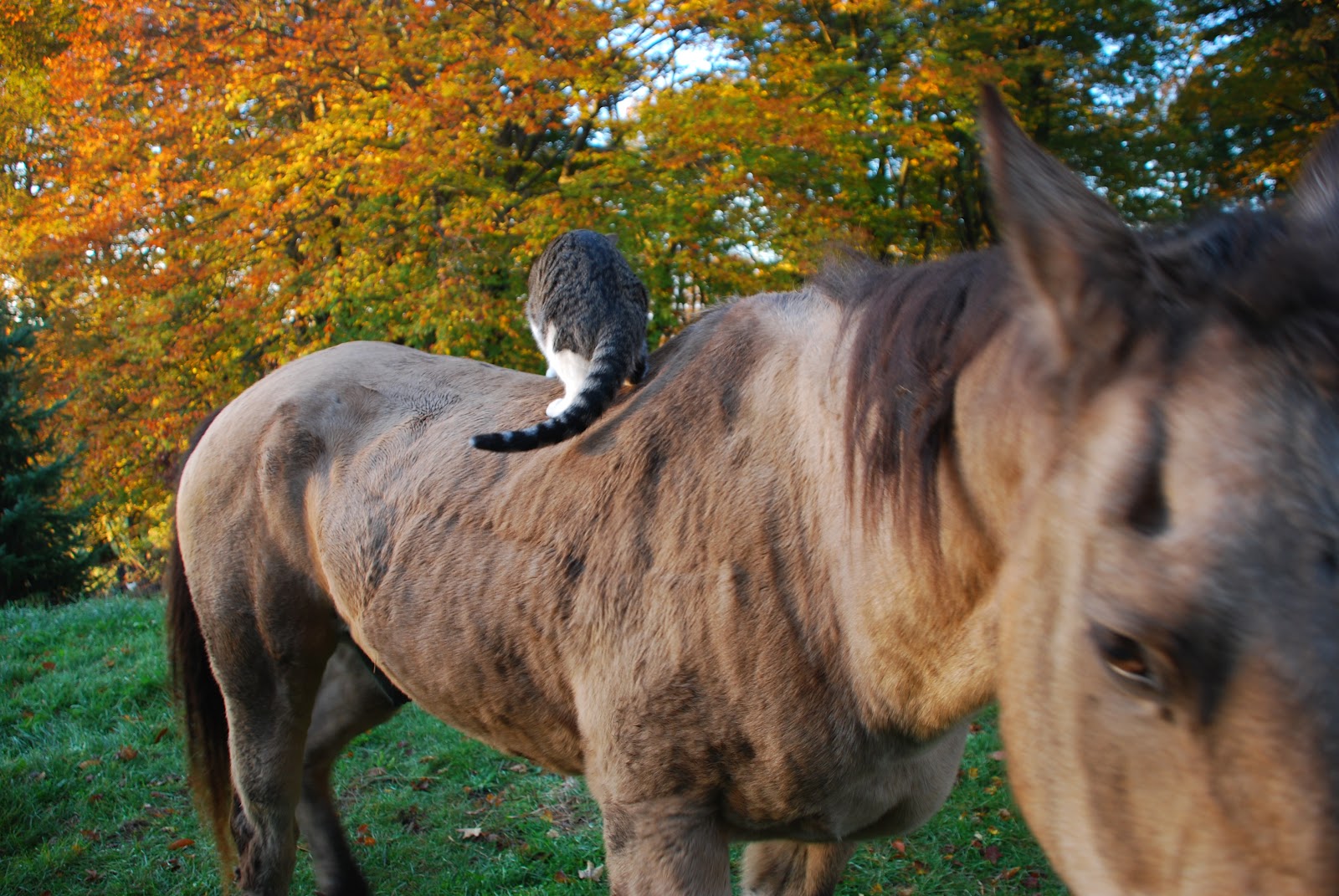 Longest Acres Blog fiddlehead and sabia and the want of horse