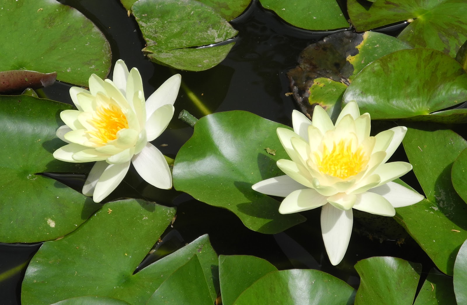 Future Plants By Randy Stewart Azaleas Evergreen Hybrids