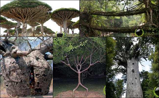 10 Pohon yang paling Teraneh dan Terunik di Dunia 10 Pohon yang paling Teraneh dan Terunik di Dunia