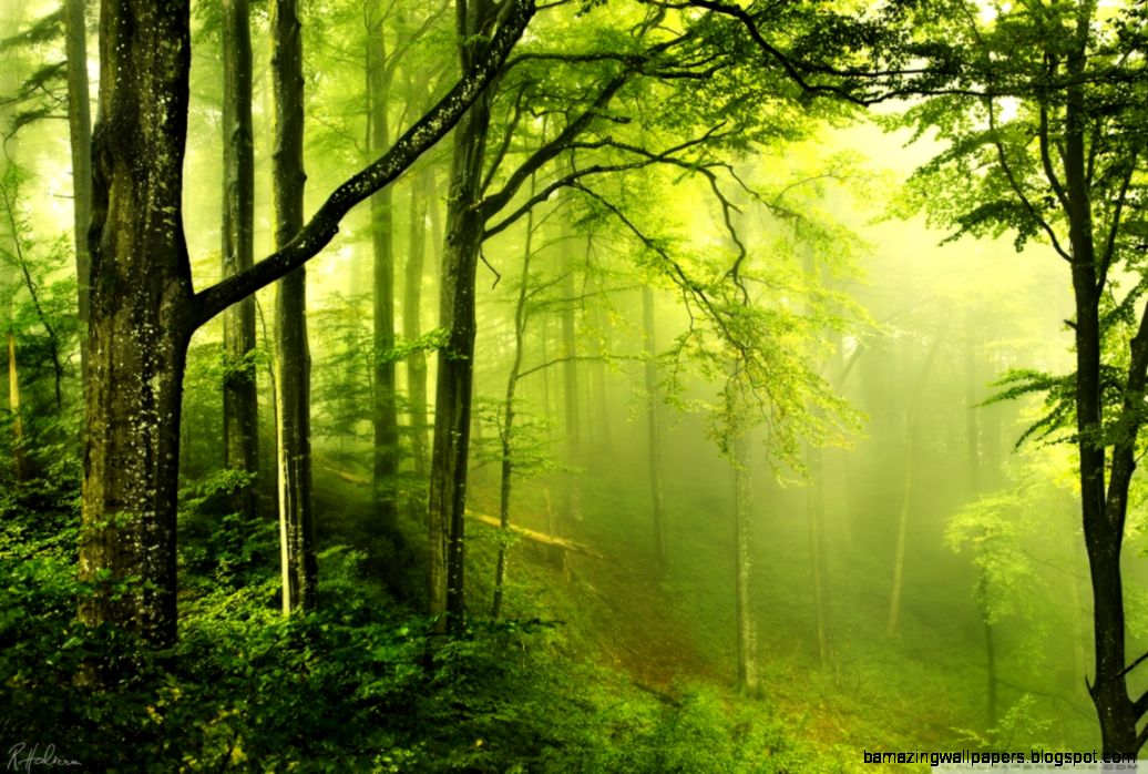 Beautiful Green Forest HD desktop wallpaper High Definition Beautiful Green Forest HD desktop wallpaper High Definition