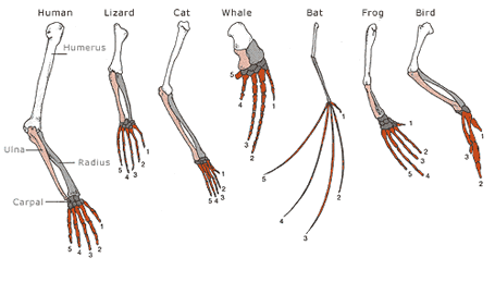 pentadactyl limb evolution anatomy structures analogous cat fish different birds structure common biology vertebrate tiktaalik body appendage animals parts function
