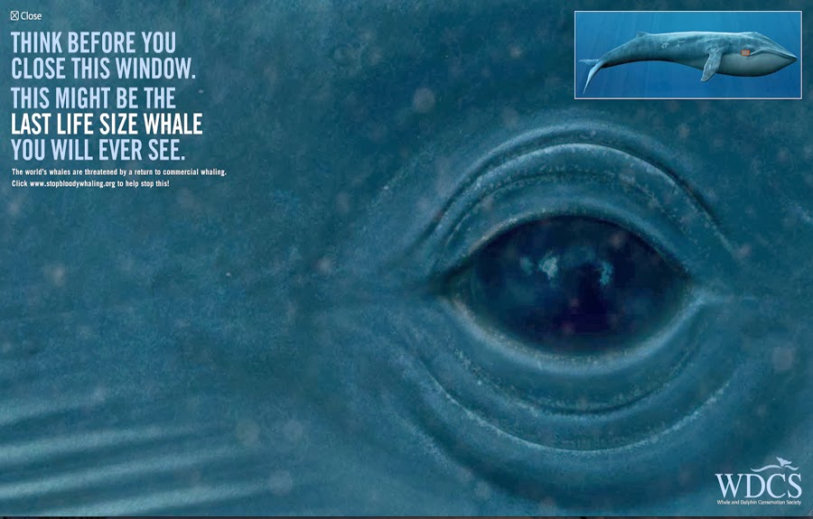 Noscere Audere Velle Tascere Ire: WDCS - Life size blue whale - the largest  animal in the world