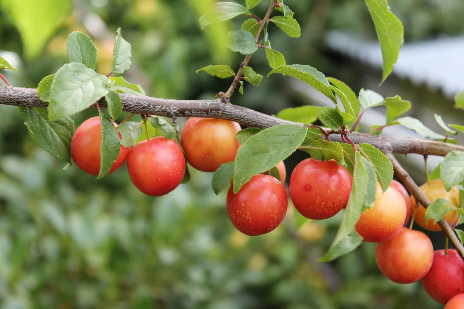 CARPE DIEM HAIKU KAI January 2013