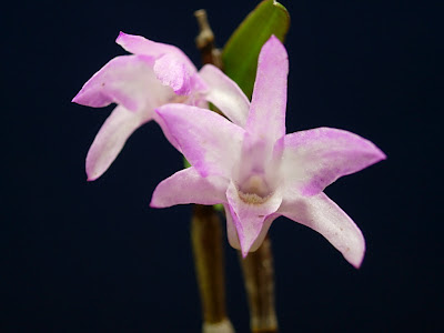 Dendrobium moniliforme Hayatama+Sagawa-engei