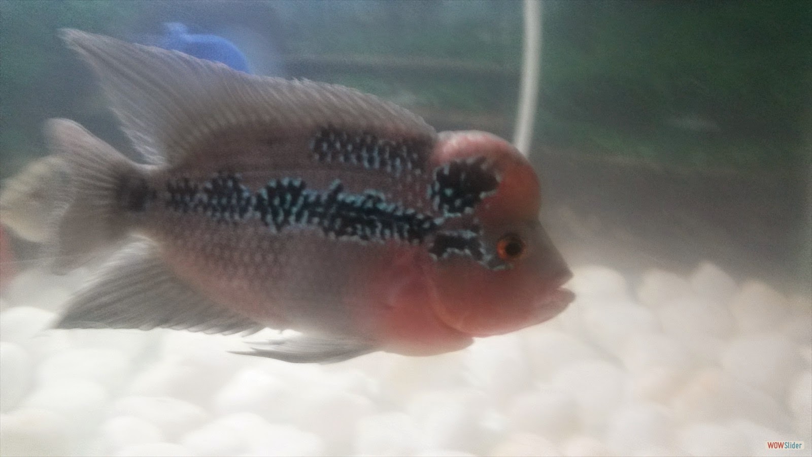 Maintain Flower horn fish