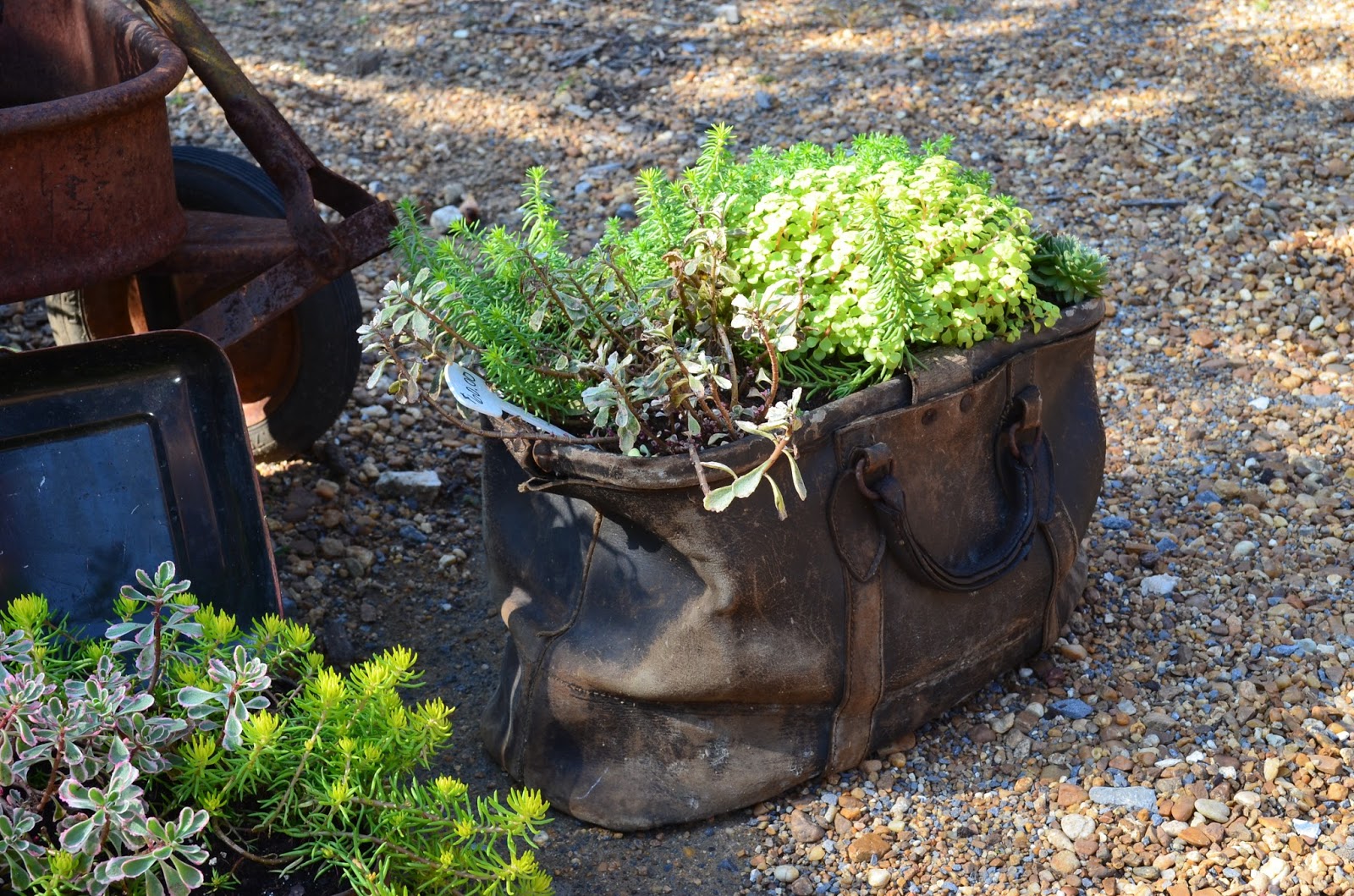 bwisegardening Around the Garden World In 365 Days Day 4