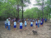 Aula de campo no manguezal