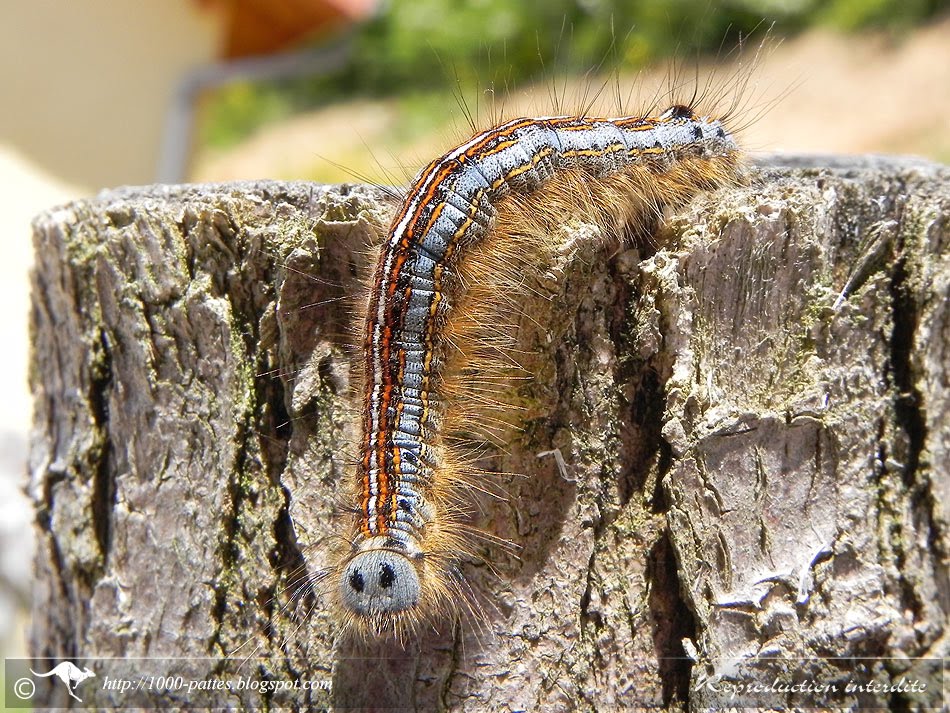 WILDLIFE GATEWAY Chenille de la Livrée des arbres