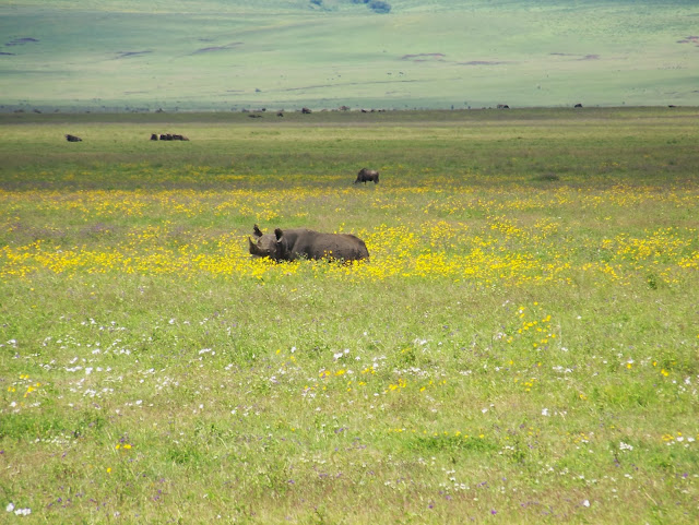 NGORONGORO CRATER TANZANIA