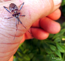 Chinche (Leptoglossus occidentalis)