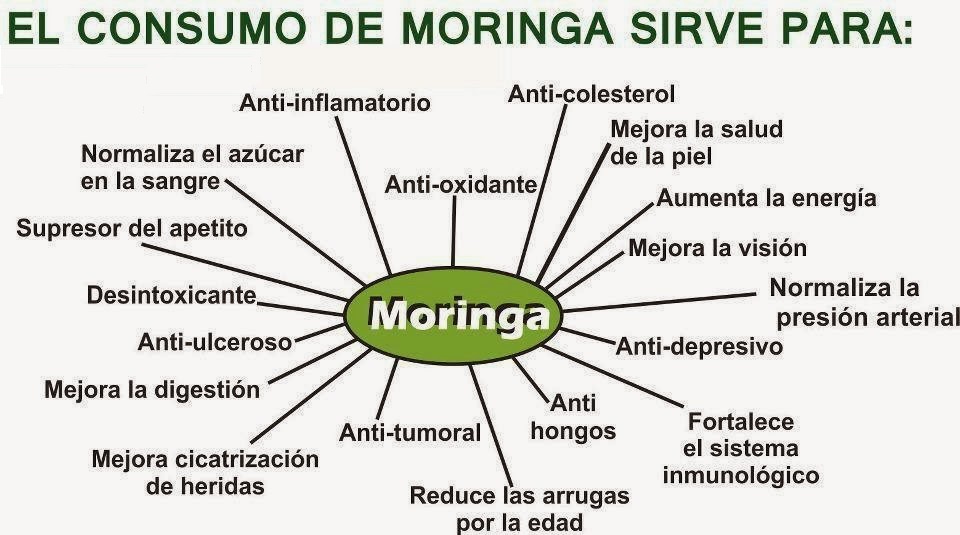 Organic Life Perú: Siembra de Moringa - Organic Life Perú Organic Life Perú: Siembra de Moringa - Organic Life Perú