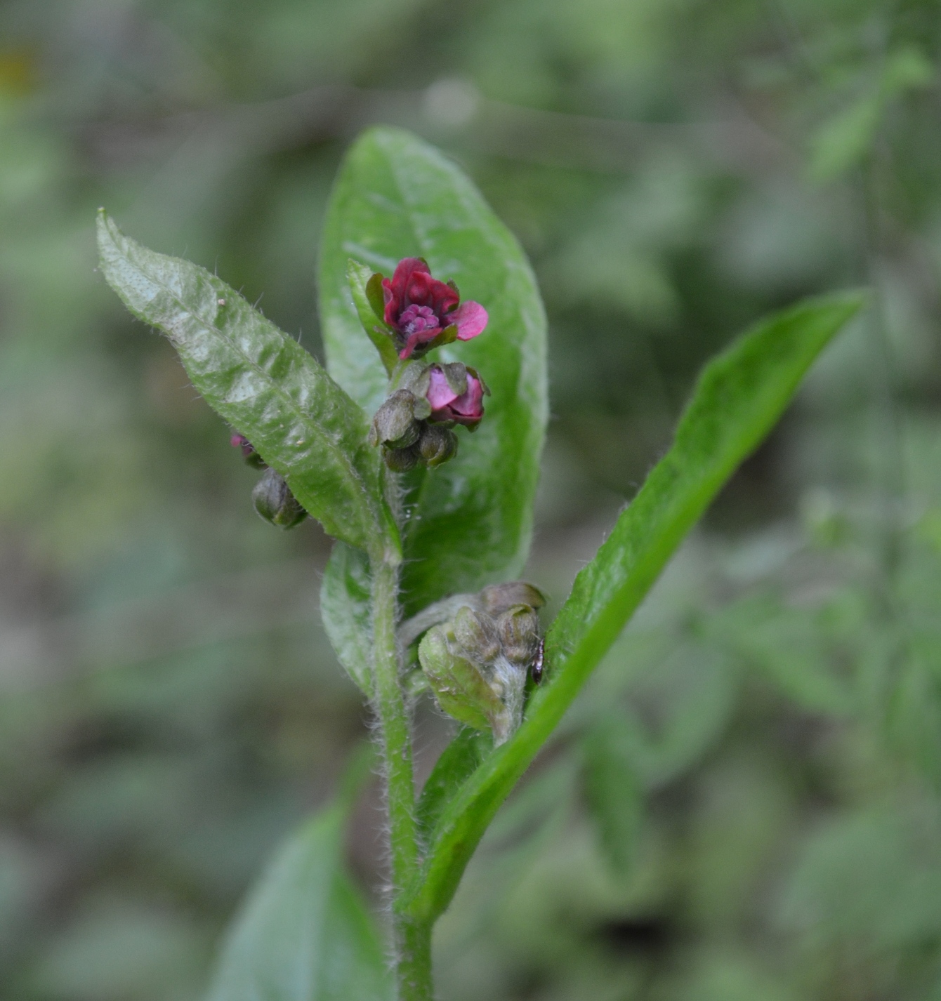 Walks among Flowers Oxfordshire Green Hound�stongue