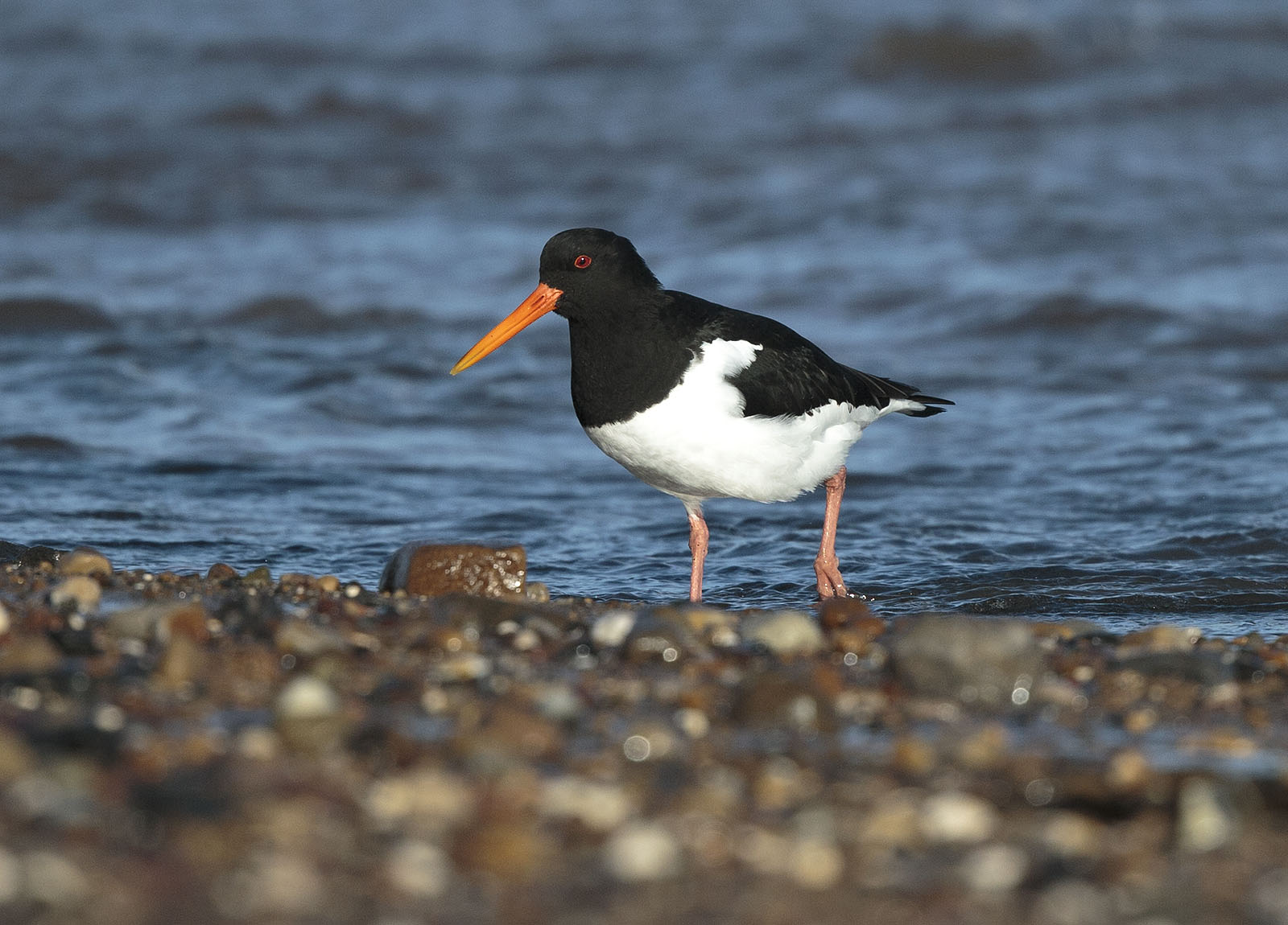 pewit Oystercatchers