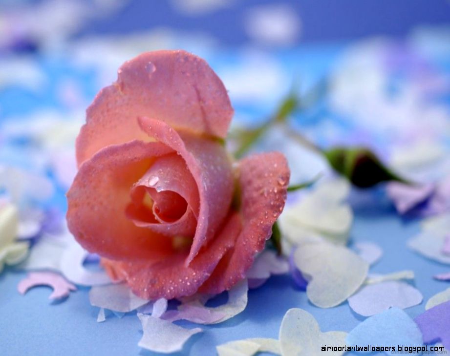 Pastel Colours Nature Pink Rose Flowers Roses Wallpaper 1024x768 Pastel Colours Nature Pink Rose Flowers Roses Wallpaper 1024x768