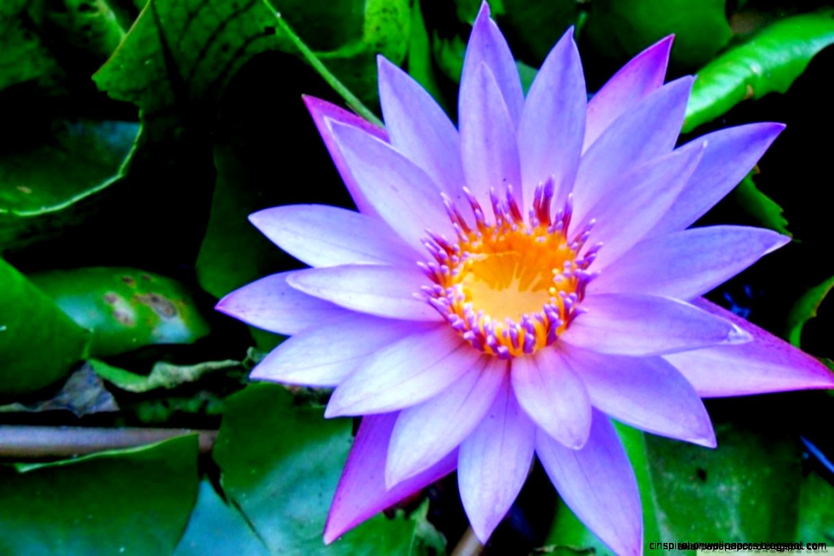 Blue Water Lily Wallpapers Wallpapers Record Blue Water Lily Wallpapers Wallpapers Record