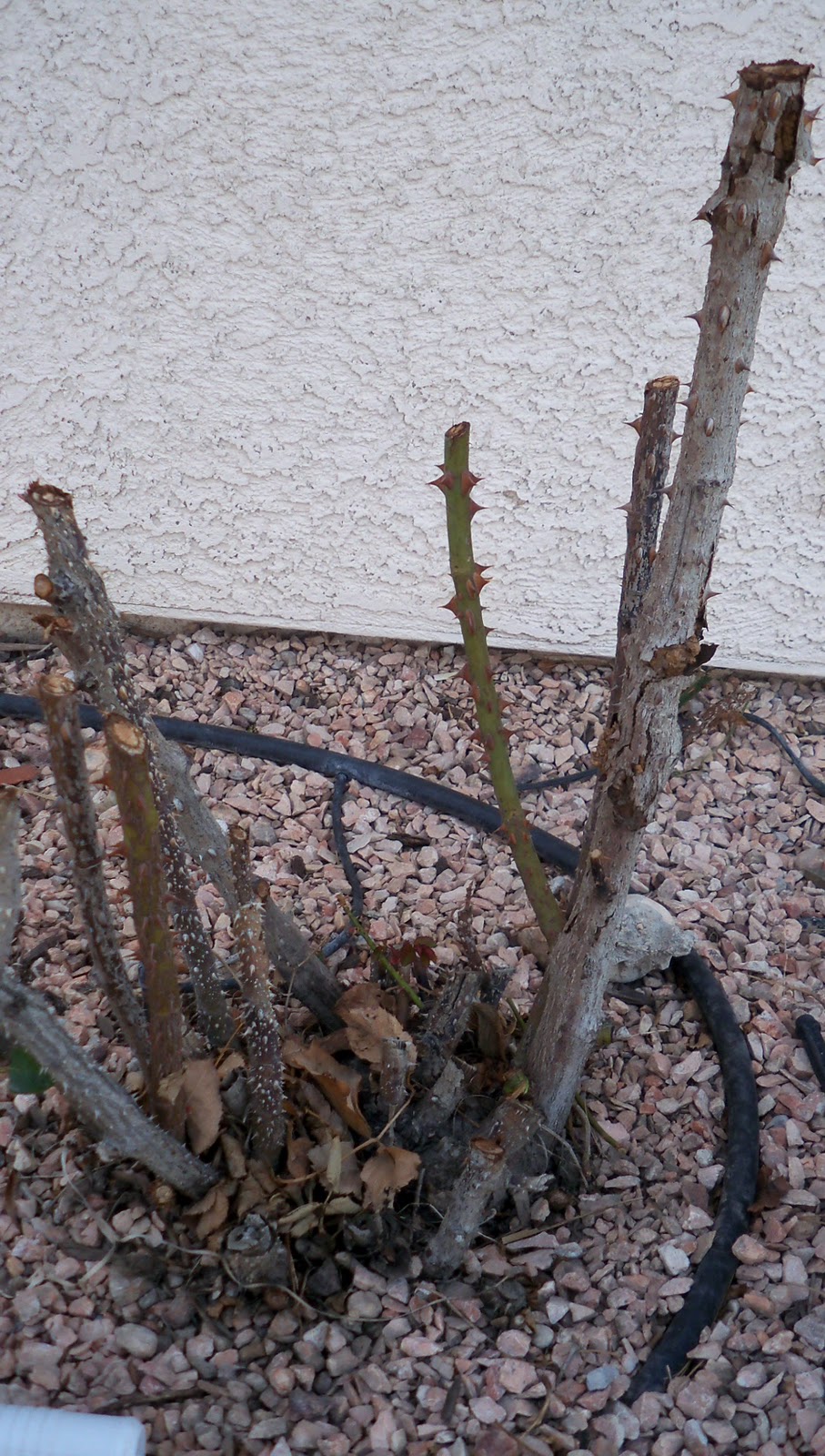 Xtremehorticulture of the Desert Pruning Roses Watch for Rootstock