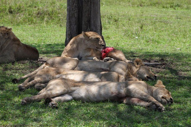 wounded lioness Siena raakt ernstig gewond op de Masai Mara