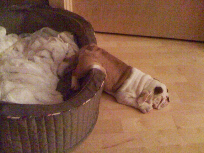 cute English Bulldog puppy sleeping