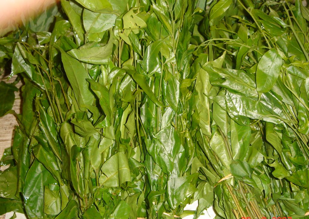 Daun Bismillah