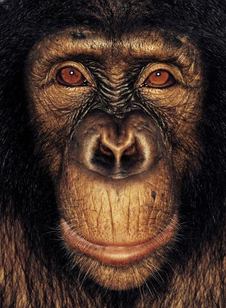 Different Apes