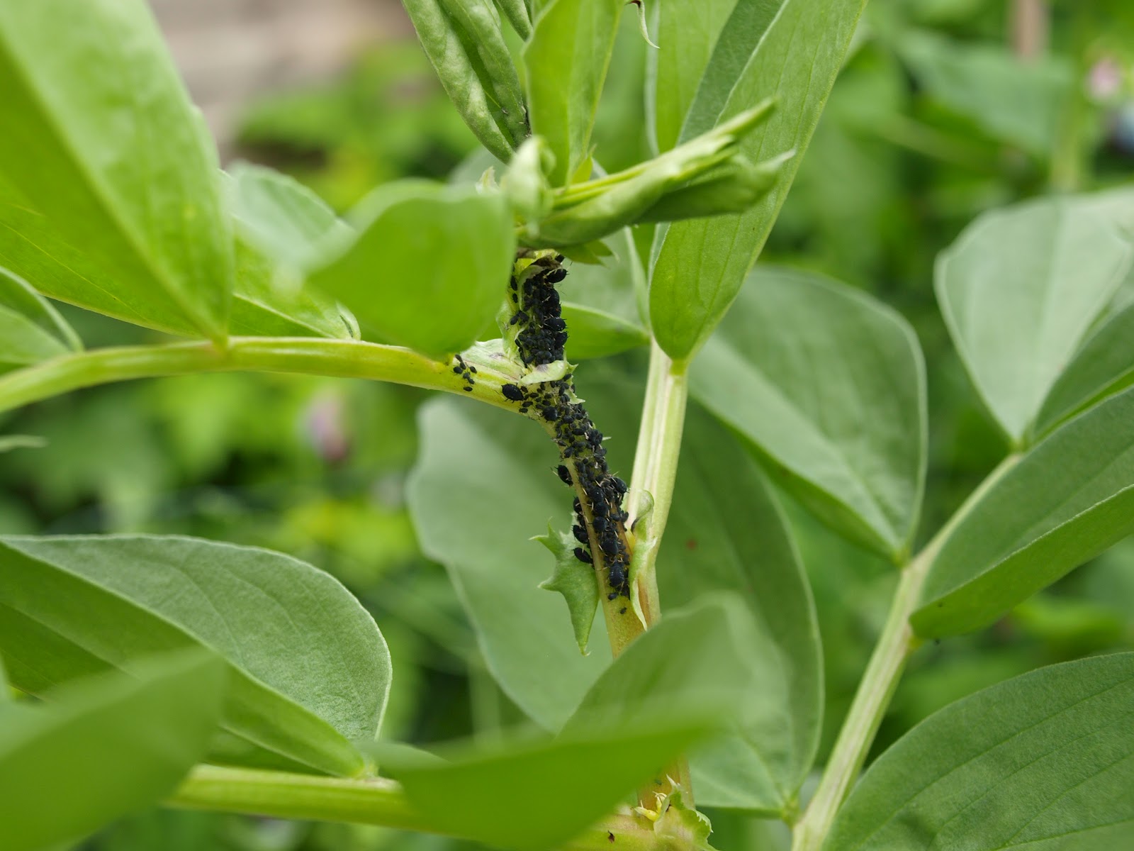 Mark's Veg Plot More on Broad Beans