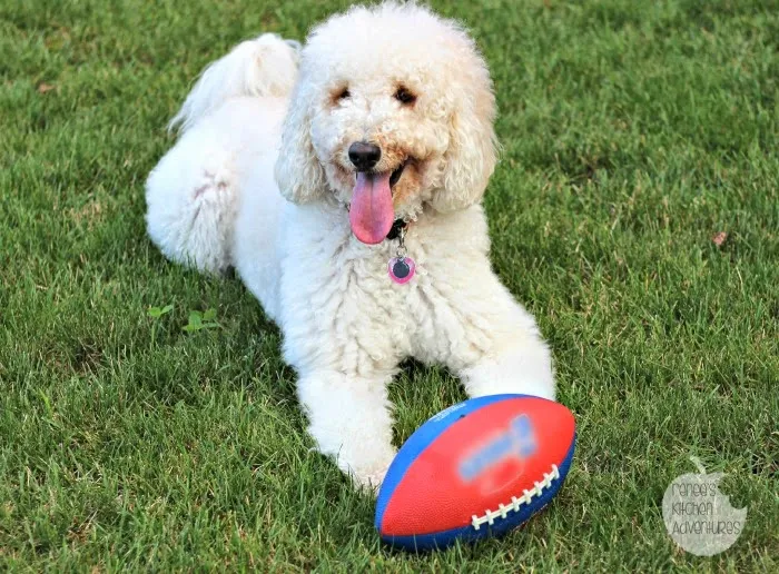 Ad: Cool Cucumber Ranch Dip and Deli Wings Football loving dog #ad #GameTimeHero #collectivebias