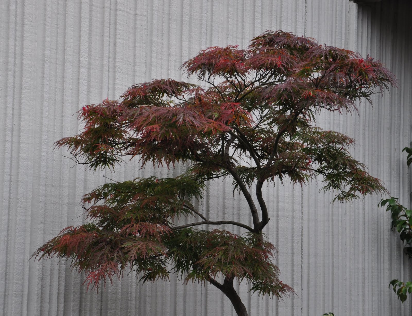 suonare il piano Strofinare credere acero giapponesi Delusione