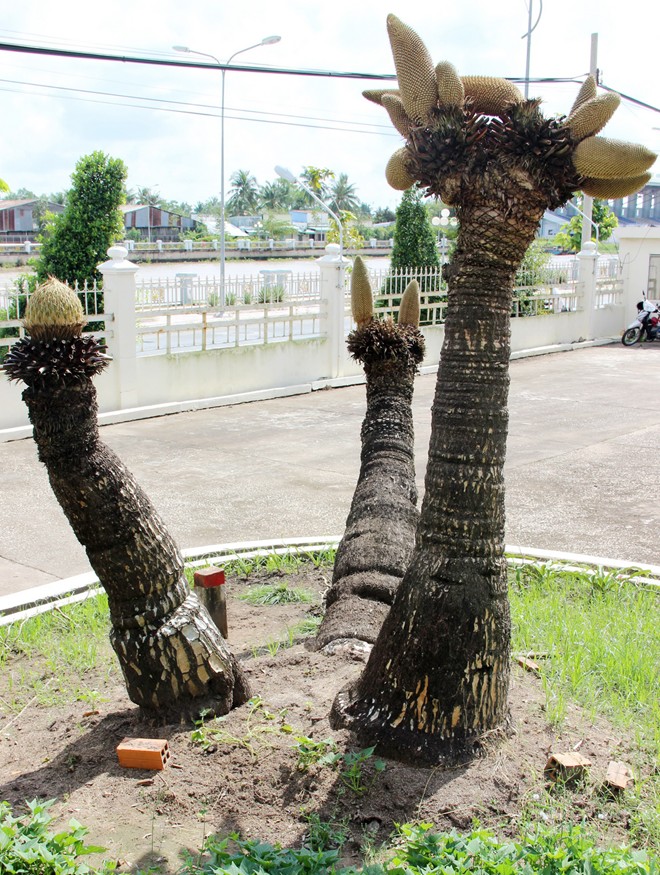 [Image: hoa_van_tue_4.jpg]