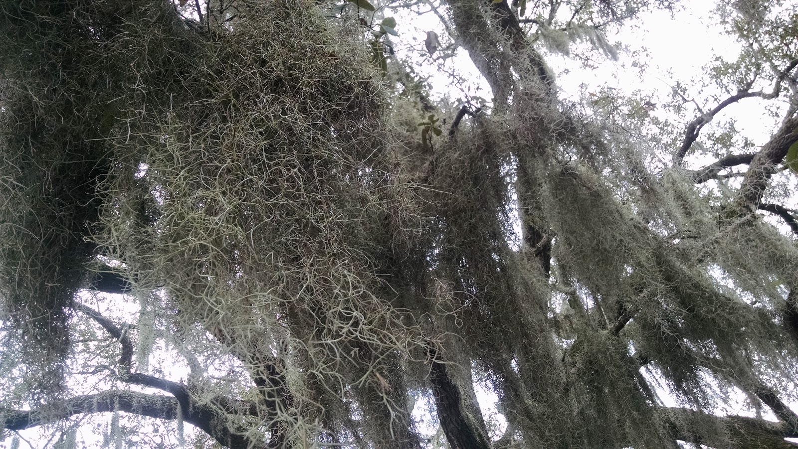 MOSI Outside Spanish Moss