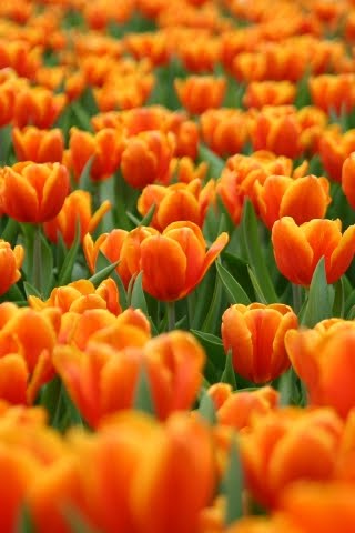 Cvijece zla cvijece zla