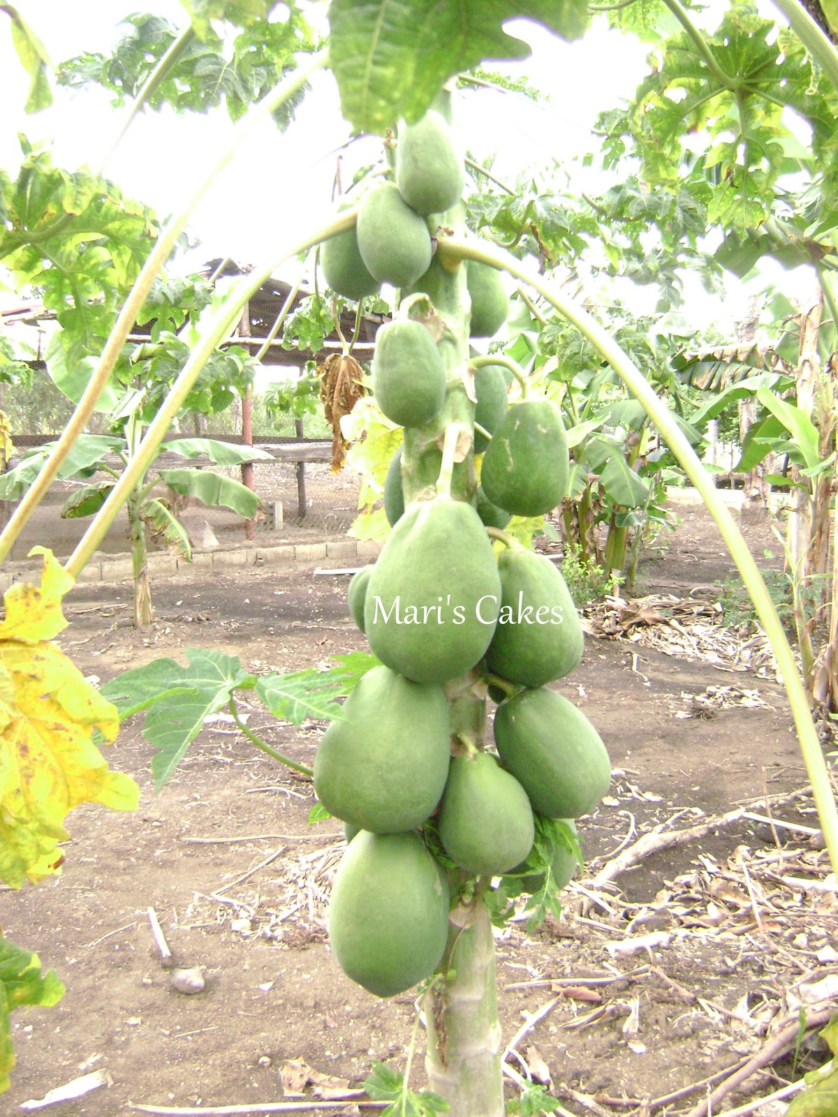 Dulce de Lechosa, Dulce de Papaya Mari's Cakes