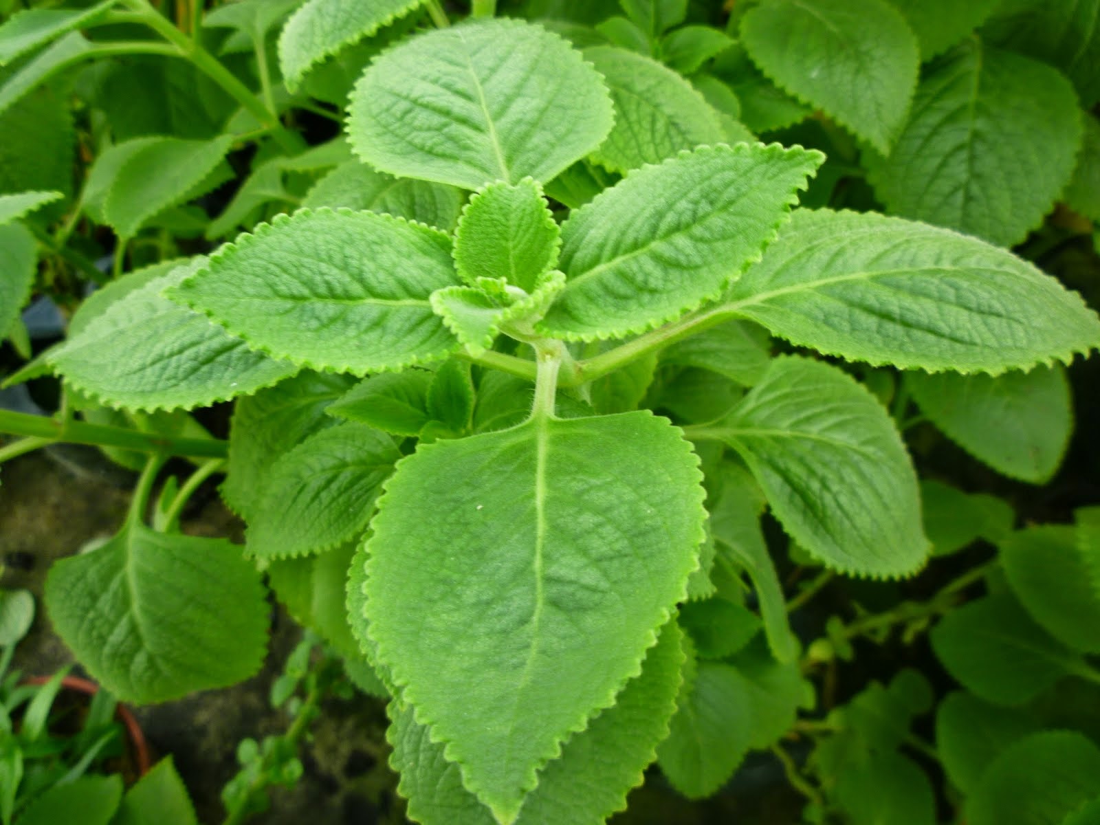 Icantiksihat! TIPS LEGAKAN ASTHMA DAN SEMPUT BAYI DAN KANAK KANAK