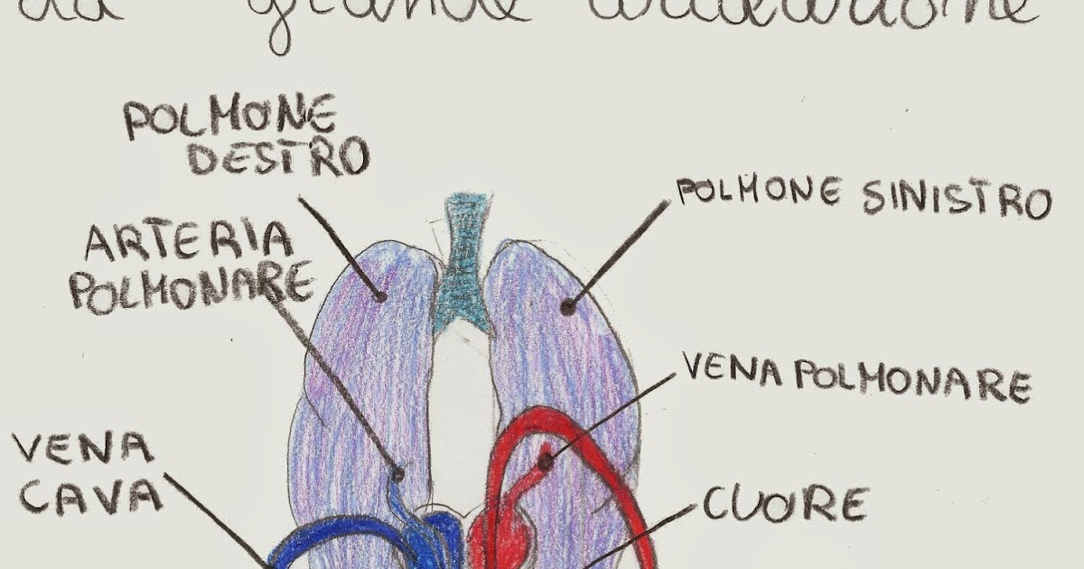 La Piccola E La Grande Circolazione Trool