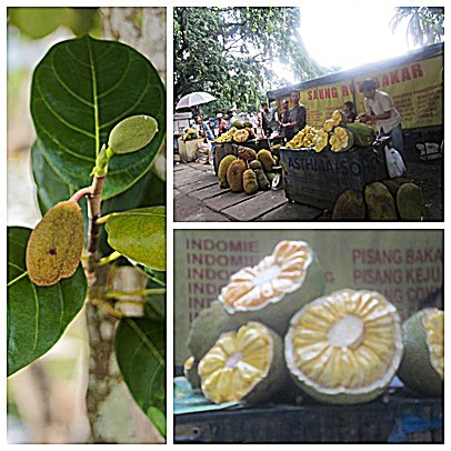 Celebrating Life Perkenalkan Cimbabal Bayi Nangka