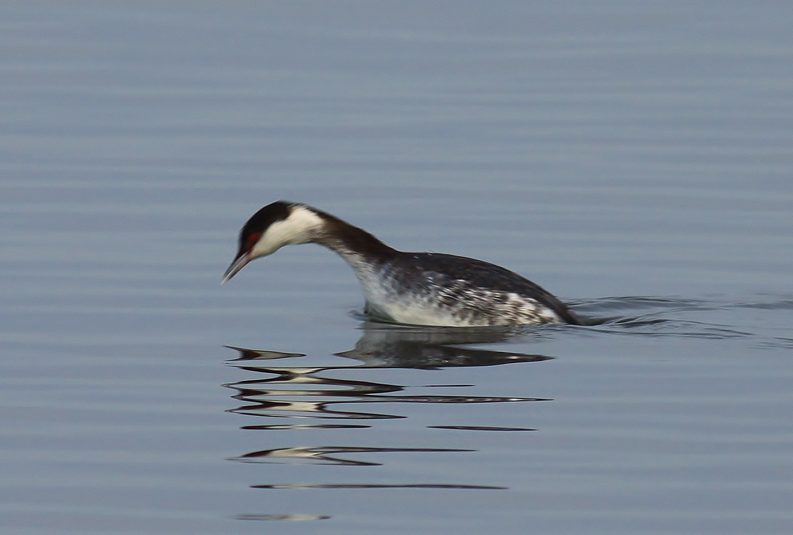 grebe bird