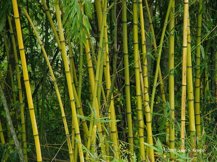 Anybody Seen My Focus? Bamboo Culms