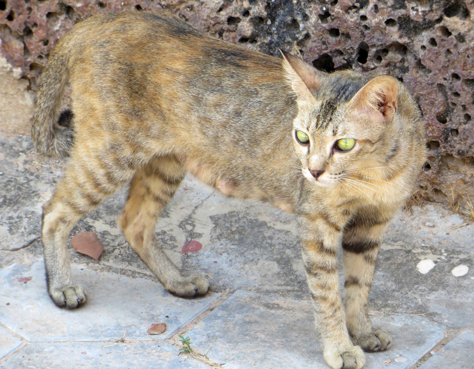 sconzani Cambodia's Cats