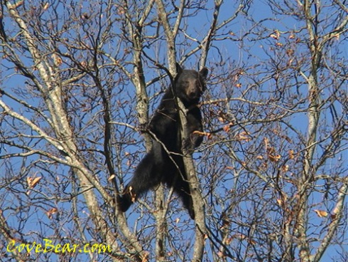 all species fitness bear with me up the cliff