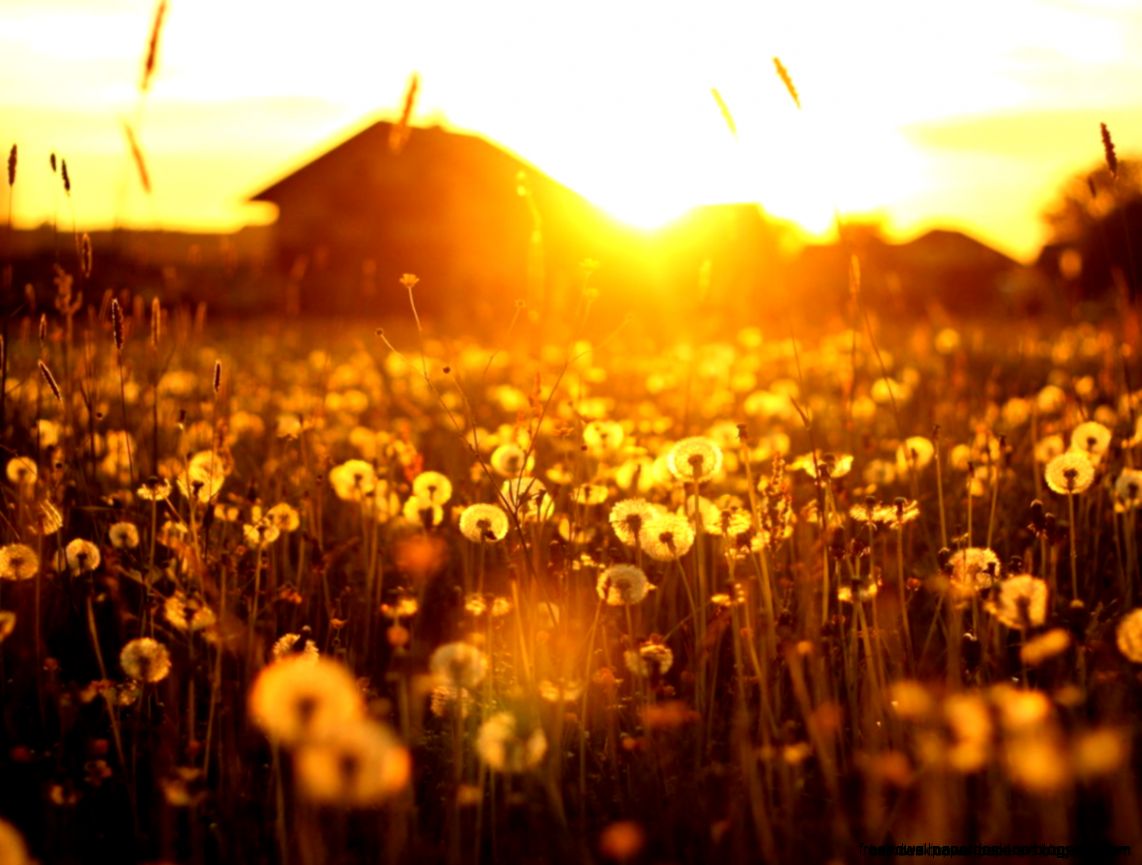 Landscape Dandelions House Sunset Hd Wallpaper  Best Desktop Landscape Dandelions House Sunset Hd Wallpaper  Best Desktop