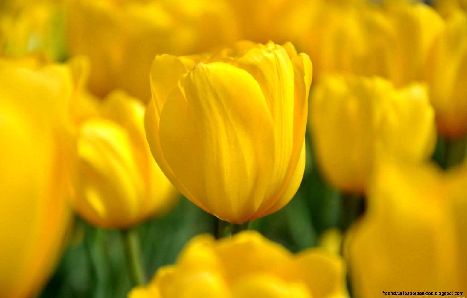 Tulips Yellow Red Spring Nature 6936130 Tulips Yellow Red Spring Nature 6936130
