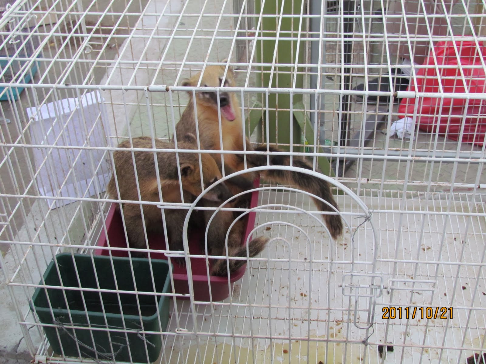 Friday Market + Animals = Cruelty Life in Kuwait