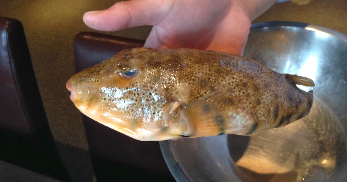 Fugu and lived to tell the tale