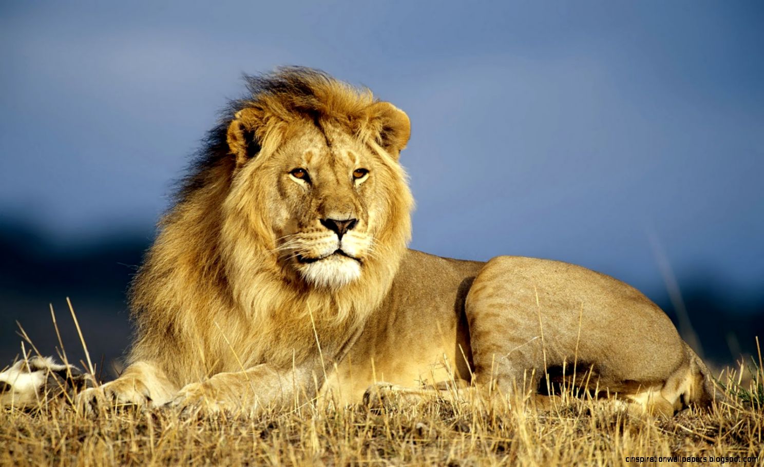 animal animal
