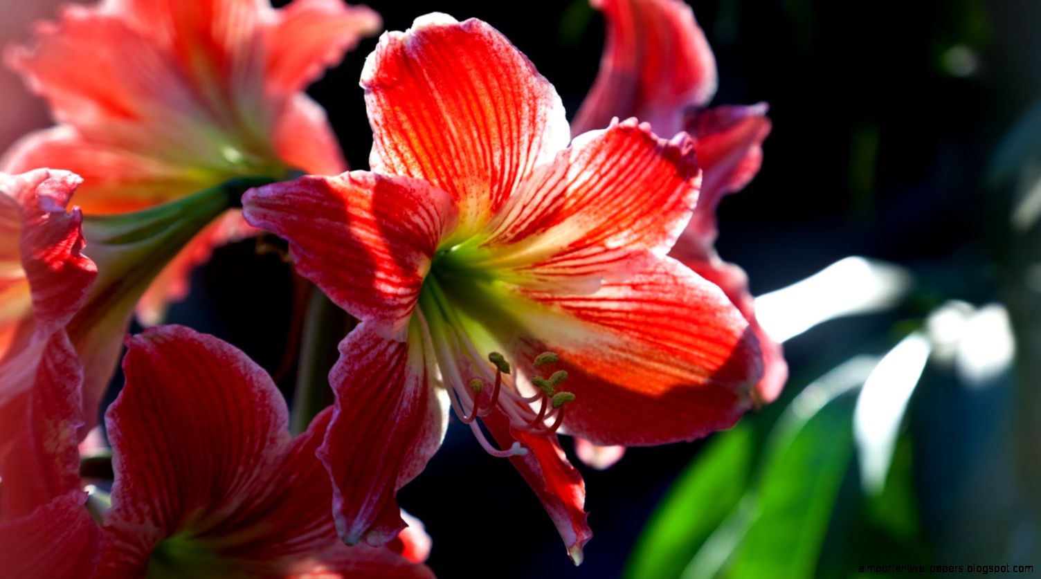 Beautiful Flowers Wallpapers HD Wallpapers for dekstop Beautiful Flowers Wallpapers HD Wallpapers for dekstop