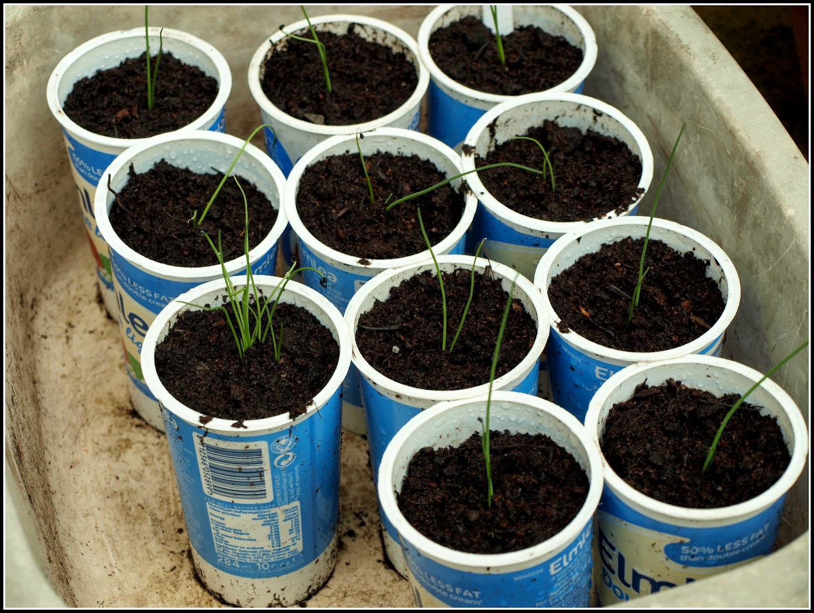Mark's Veg Plot Prickingout Leek seedlings