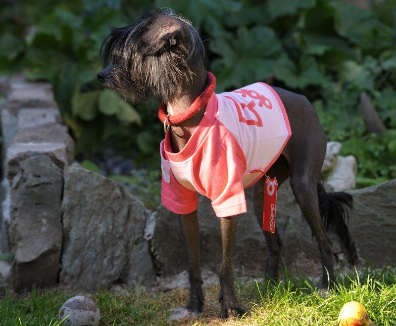 Hundezubehör für kleine und große Hunde fashion and lifestyle for