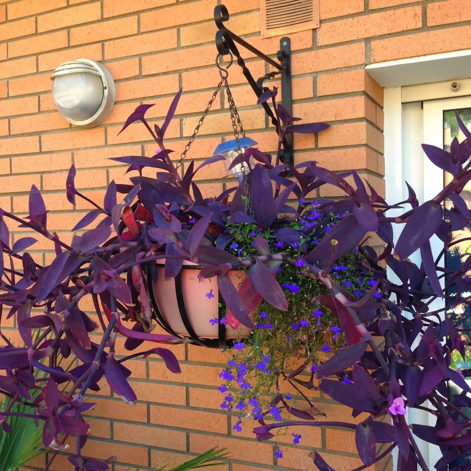 Cestas Colgantes | Flowers Blanes