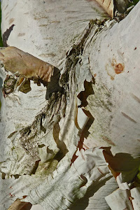 White birch Bark