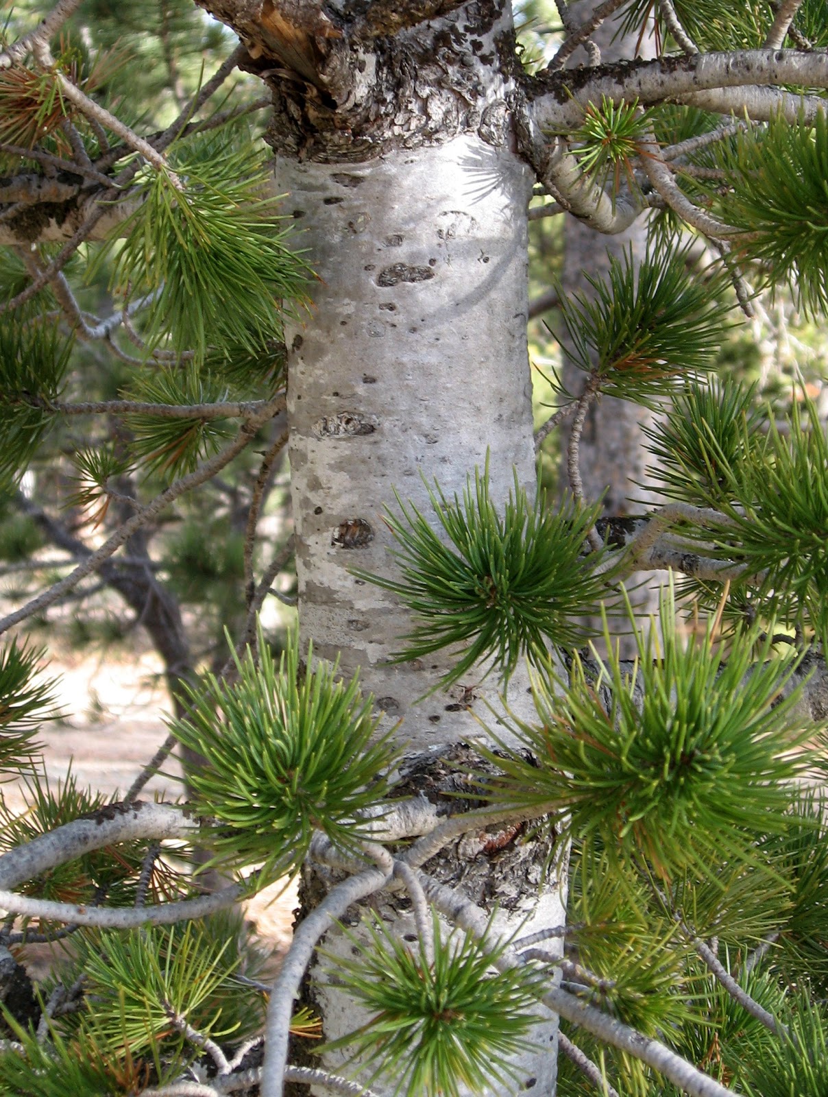 Rocky Mountain Bushcraft Rocky Mountain Tree Identification Lodgepole