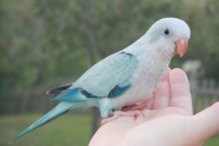 Blue Quaker Parrots: Quaker Parrot Color Variations